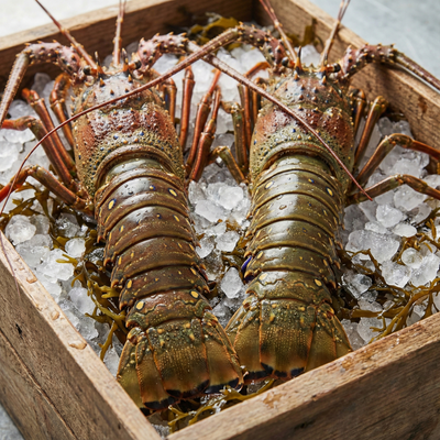 Caribbean Spiny Lobster