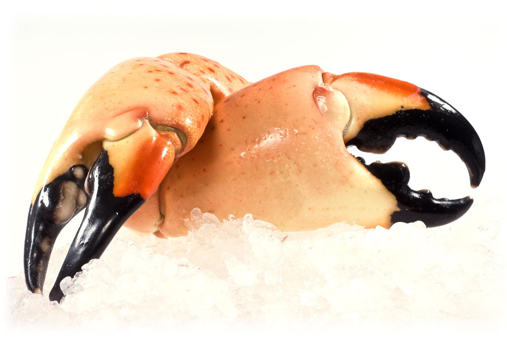 Fresh Florida Stone Crab Claws